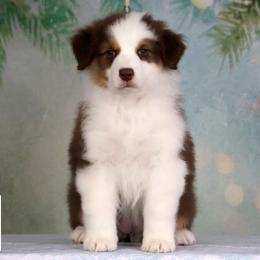 Margarita - Red tri-color female Australian Shepherd puppy in Springville, New York from RisingStar Australian Shepherds