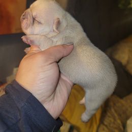 French Bulldog Puppies from Culichitown Frenchies