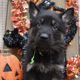 Green Girl - Black and tan female German Shepherd puppy in Grants Pass, Oregon from Granville German Shepherds