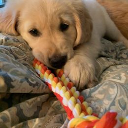 Golden Retriever, Goldendoodle, and Sheepadoodle Puppies from Guppy Puppies