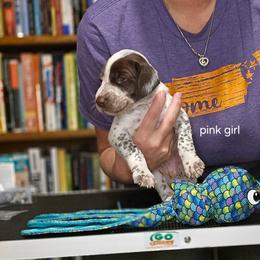 Pink Girl - Liver and white female German Shorthaired Pointer puppy in Johnson City, Tennessee from ShatzFired Shorthairs