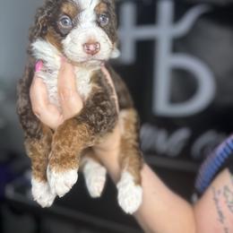 BROWNING - Tri-color male Bernedoodle puppy in Corpus Christi, Texas from The Henke Doodles