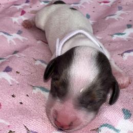 AKC - RUBI - Piebald female Dachshund puppy in Omaha, Nebraska from Colorful Dachshunds
