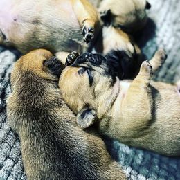 French Bulldogs from Rose Gold Companions
