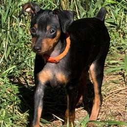 Orange Collar Male - Black and rust male Miniature Pinscher puppy in Wayland, Michigan from DeLeeuw Family Miniature Pinschers