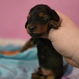 Garnet - Red male Dachshund puppy in Windom, Minnesota from Aster Creek Dachshunds & Australian Shepherds