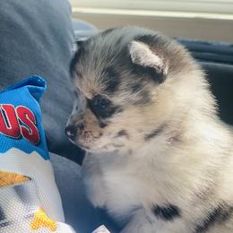 Pomsky Puppies from The Pomsky‘s Palace