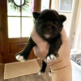 Jolene - Liver female Miniature Schnauzer puppy in Agricola, Mississippi from Fancy Farms + Pups