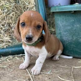 Puppy 4 - Red male Dachshund puppy in Riverside, California from Saddle Up Dachshunds