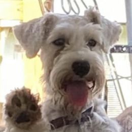 Miniature Schnauzers from Deez Pups Magnificent Schnauzers