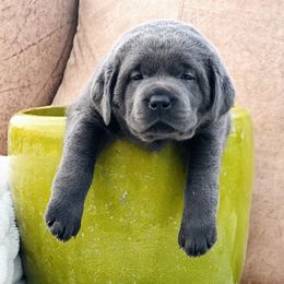 Dilute Retriever and Labrador Retriever Puppies from Hedge Lane Labradors