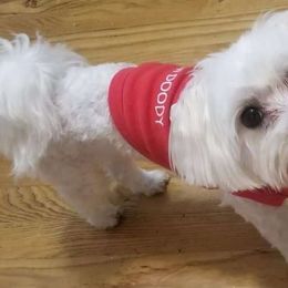 Lois - Maltese