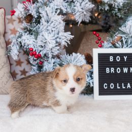 Cardigan Welsh Corgi and Pembroke Welsh Corgi Puppies from Corgi 4 Christ