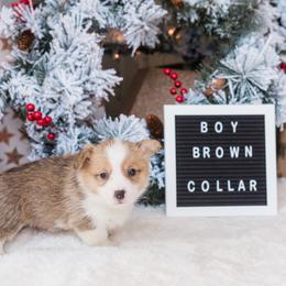 Cardigan Welsh Corgi and Pembroke Welsh Corgi Puppies from Corgi 4 Christ