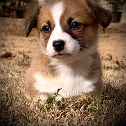 Pembroke Welsh Corgi Puppies from Diamond G Corgis