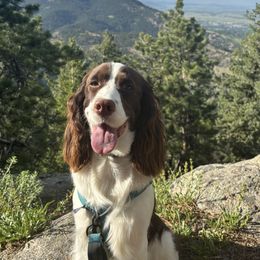 English Springer Spaniel All Grown Up from Solaire Springers
