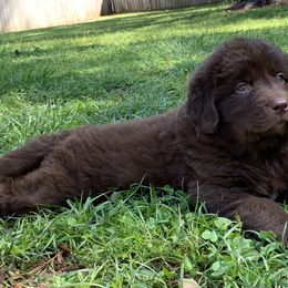 Newfoundland Puppies from Pete’s Newfies