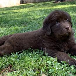 Newfoundland Puppies from Pete’s Newfies