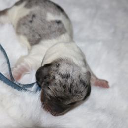 Gray - Piebald male Dachshund puppy in Peebles, Ohio from Cave Valley Hounds