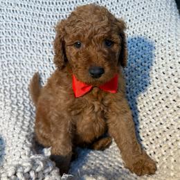 Red - Red  male Goldendoodle puppy in Buda, Texas from Anita’s Doodles
