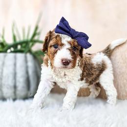 Arwen - Chocolate merle female Bernedoodle puppy in Gaylord, Michigan from Dog Mom Co. Doodles