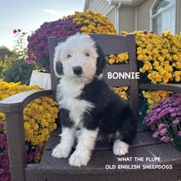 BONNIE - Gray and white female Old English Sheepdog puppy in Blackfoot, Idaho from What the Fluff Old English Sheepdog