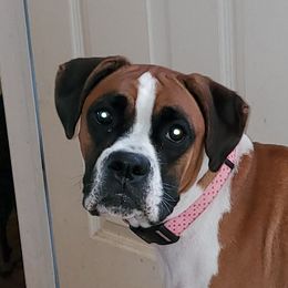 Delilah - Boxer