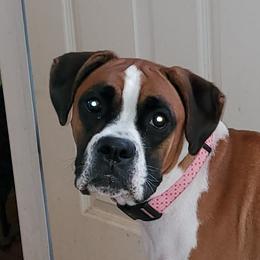 Delilah - Boxer