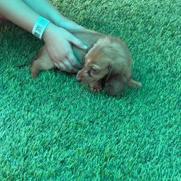Mars - Red male Dachshund puppy in Irving, Texas from DFW Dachshunds by G & S