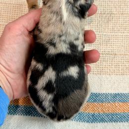 Apollo - Blue merle male Miniature Australian Shepherd puppy in Sandy Hook, Kentucky from RidgeTop Aussies