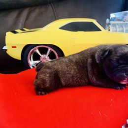 French Bulldog Puppies from Frenchie Paws