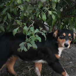 Missy - Black tri-color Australian Shepherd puppy in Muscatine, Iowa from Horten K-9 Wiggles