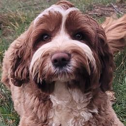 Patsy - Australian Labradoodle