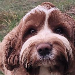 Patsy - Australian Labradoodle