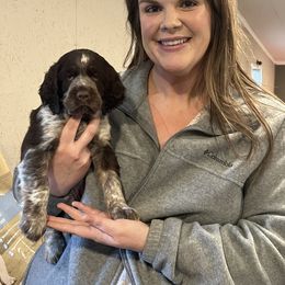 English Springer Spaniel Puppies from English Springer Spaniels at Lands Lodge