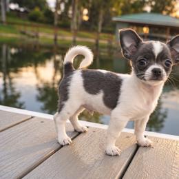 Samuel - Blue and white male Chihuahua puppy in Eustis, Florida from Chichianna's Legacy