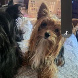 Lita - Yorkshire Terrier