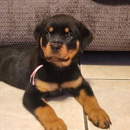 Girl 2 - Black and mahogany female Rottweiler puppy in Houston, Texas from Hicks Farms Rottweilers
