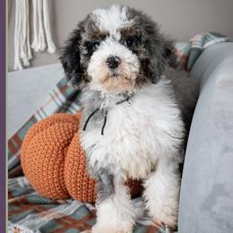 Goose - Blue merle male Bernedoodle puppy in Connersville, Indiana from Deaz Doodle Ranch