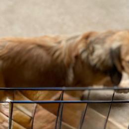 Cara - Dachshund