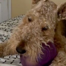 Airedale Terriers from Joandrea’s Airedales