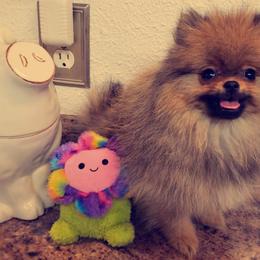 French Bulldog and Pomeranian Puppies from Purrs N Poms