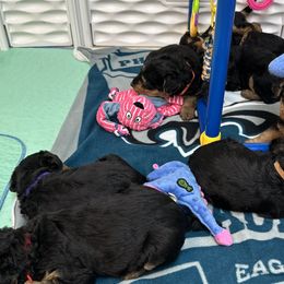 Airedale Terriers, Lakeland Terriers, and Norfolk Terriers from Hi-Kel Terrydale Lakeland Terriers and Terrydale HK Airedales & Norfolk Terriers