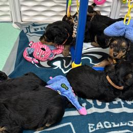 Airedale Terriers, Lakeland Terriers, and Norfolk Terriers from Hi-Kel Terrydale Lakeland Terriers and Terrydale HK Airedales & Norfolk Terriers