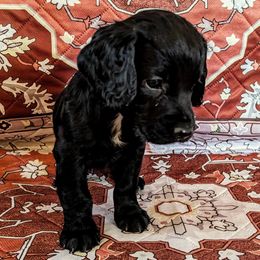 Fenloch Kismet - Black female English Cocker Spaniel puppy in Phillips, Nebraska from Fenloch Gundogs