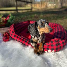 Beans - Dachshund