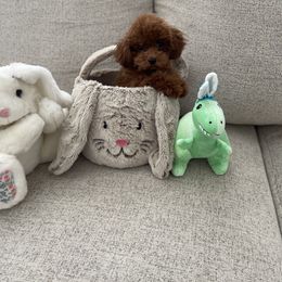 Poodle Puppies from Pups and Paws Toy Poodles