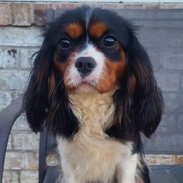 Juniper - Cavalier King Charles Spaniel