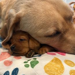 Pink collar - Yellow female Labrador Retriever puppy in Clinton, Tennessee from Summer Rose