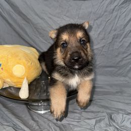 Cheddar - Black and tan male German Shepherd puppy in Magnolia, Texas from K & Q Shepherds